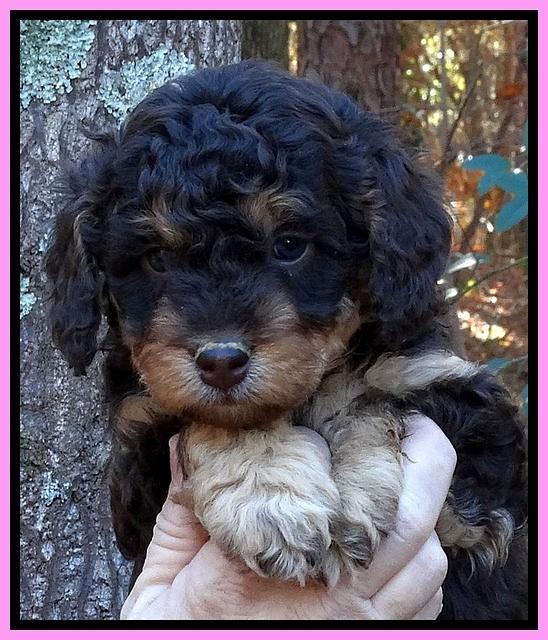 Shelby Armani pups 5 wks old 111