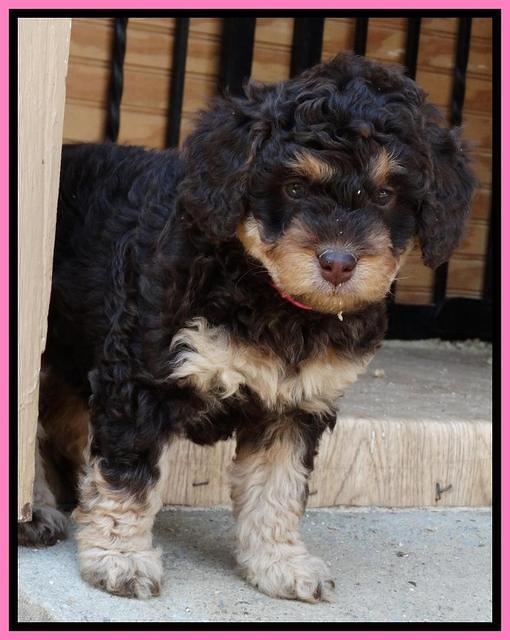 Shelby Armani pups 6 weeks old 91