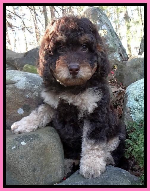 Shelby Armani pups 8 wks old 21