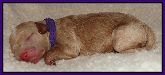 Shelby Armani newborn pups 41