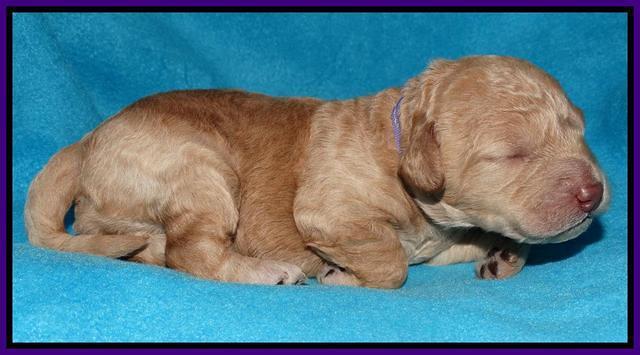Shelby Armani pups 1 wk old 111