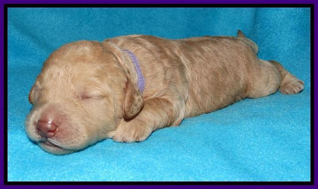 Shelby Armani pups 1 wk old 91