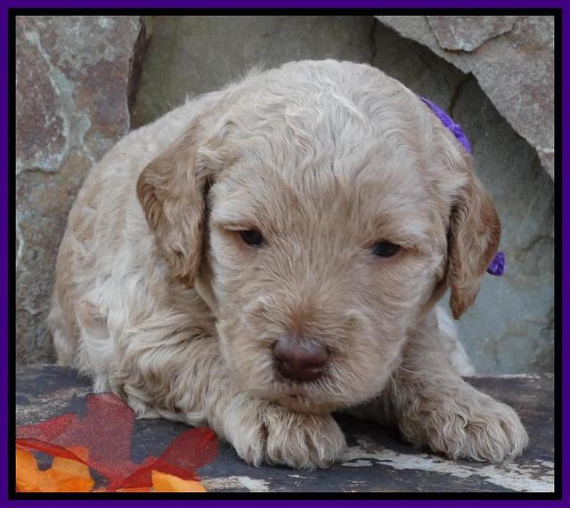 Shelby Armani pups 3 wks old 51