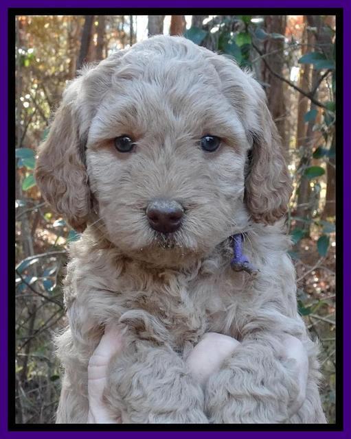 Shelby Armani pups 5 wks old 131