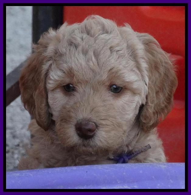 Shelby Armani pups 6 weeks old 121