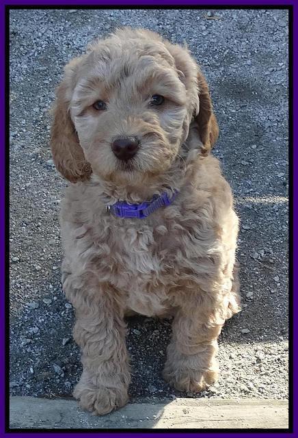 Shelby Armani pups 7 weeks old 151