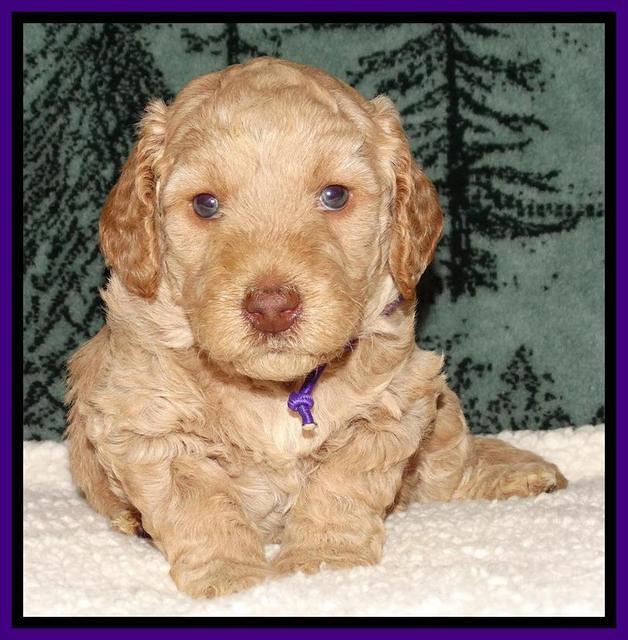 Shelby's pups 4 wks old 71