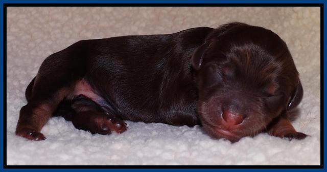 Shelby Armani newborn pups 51