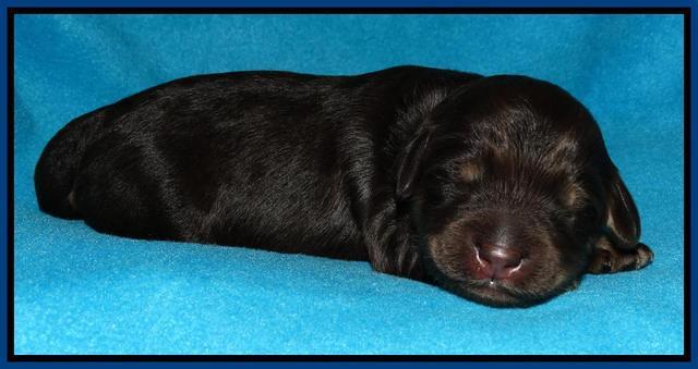 Shelby Armani pups 1 wk old 151