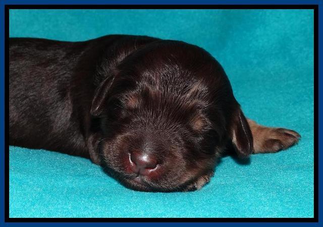 Shelby Armani pups 1 wk old 161