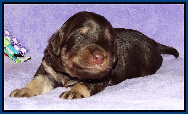 Shelby Armani pups 2 wks old 91