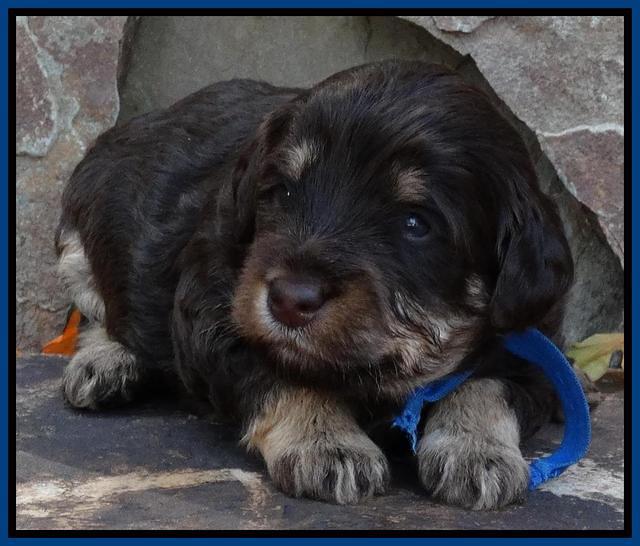 Shelby Armani pups 3 wks old 81