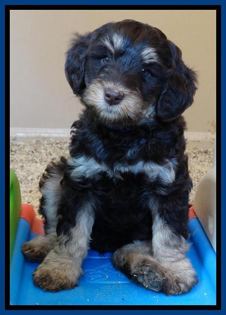 Shelby Armani pups 7 weeks old 211