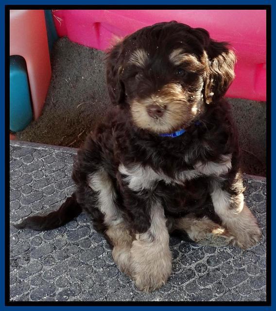 Shelby Armani pups 7 weeks old 221