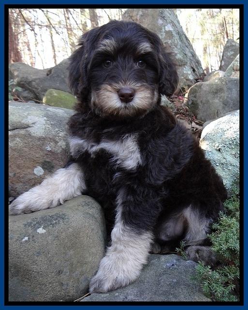 Shelby Armani pups 8 wks old 111