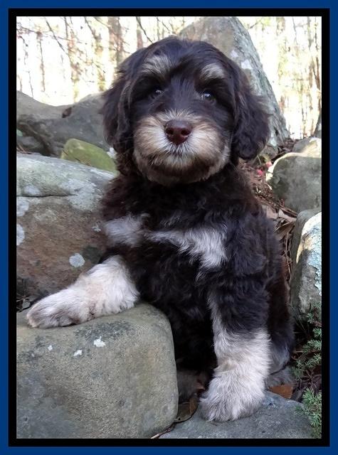 Shelby Armani pups 8 wks old 91