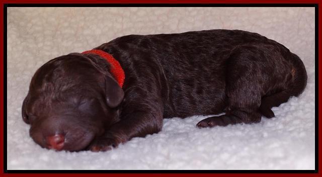 Shelby Armani newborn pups 91