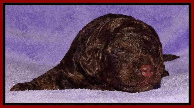 Shelby Armani pups 2 wks old 121