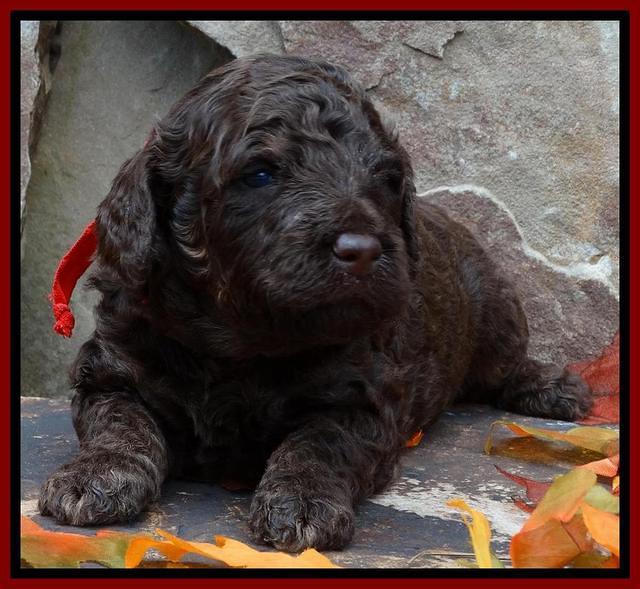 Shelby Armani pups 3 wks old 101
