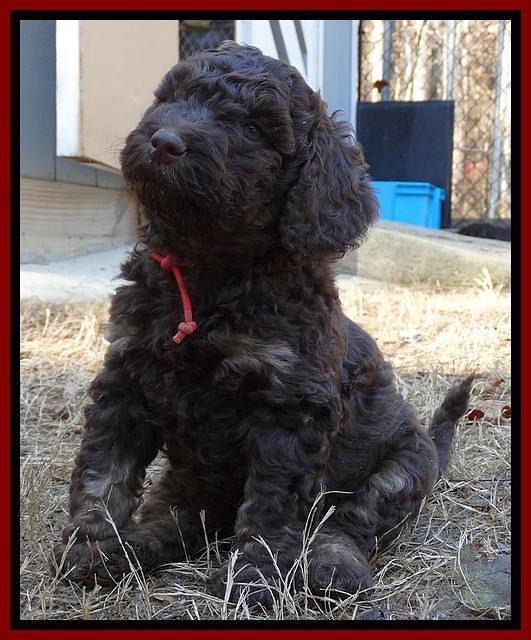 Shelby Armani pups 6 weeks old 191