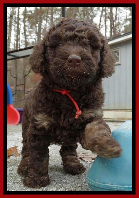 Shelby Armani pups 6 weeks old 201