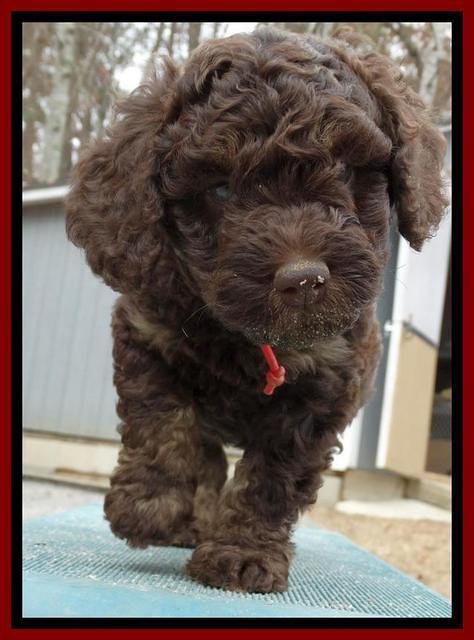 Shelby Armani pups 6 weeks old 231