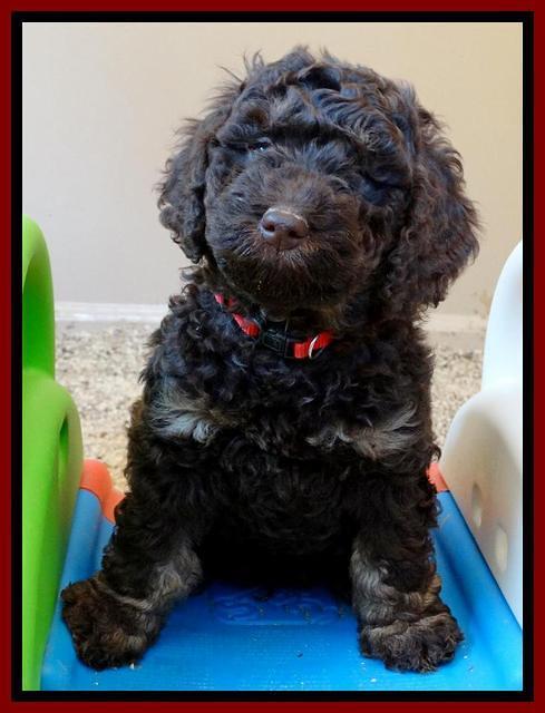 Shelby Armani pups 7 weeks old 231