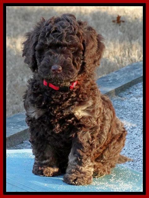 Shelby Armani pups 7 weeks old 251
