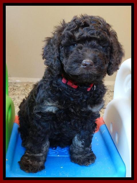 Shelby Armani pups 7 weeks old 261