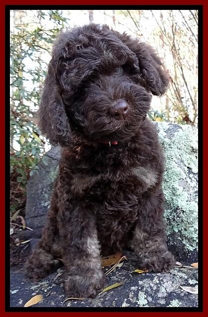 Shelby Armani pups 8 wks old 51