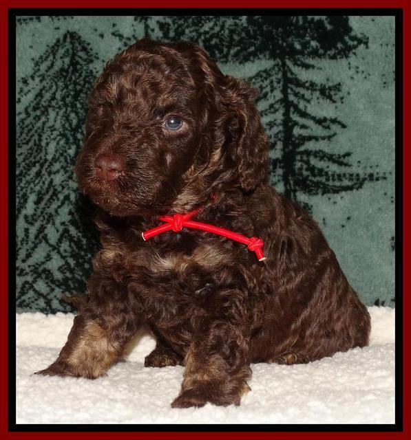 Shelby's pups 4 wks old 131