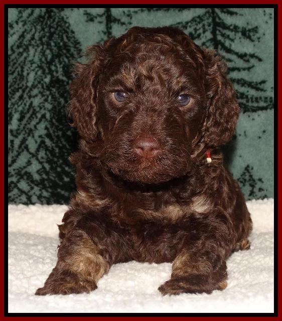 Shelby's pups 4 wks old 151
