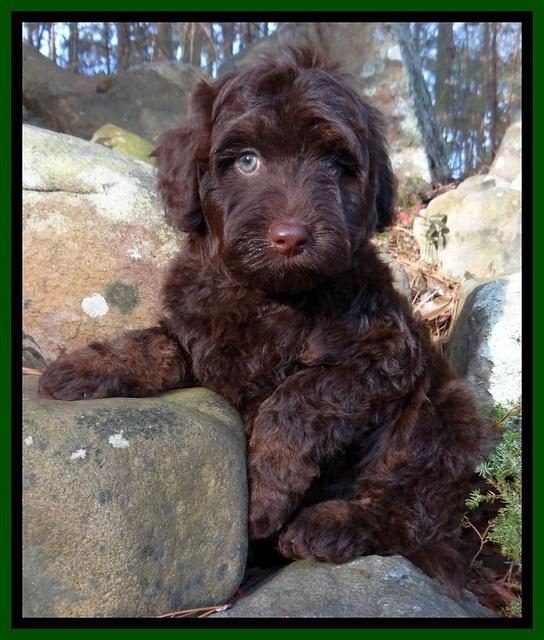 Shelby Armani green boy 8 wks old 11