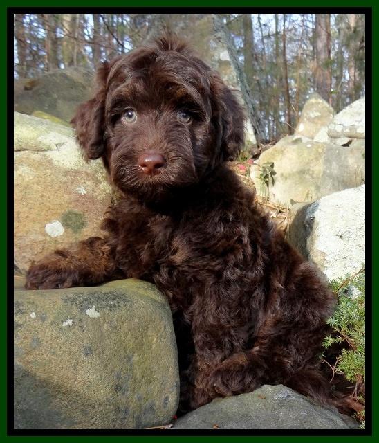 Shelby Armani green boy 8 wks old 21