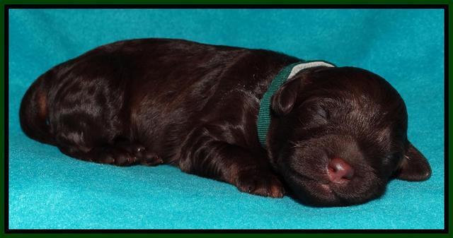 Shelby Armani pups 1 wk old 191