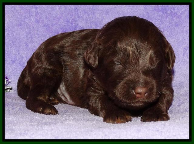 Shelby Armani pups 2 wks old 101