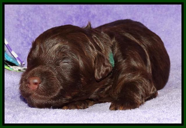 Shelby Armani pups 2 wks old 111