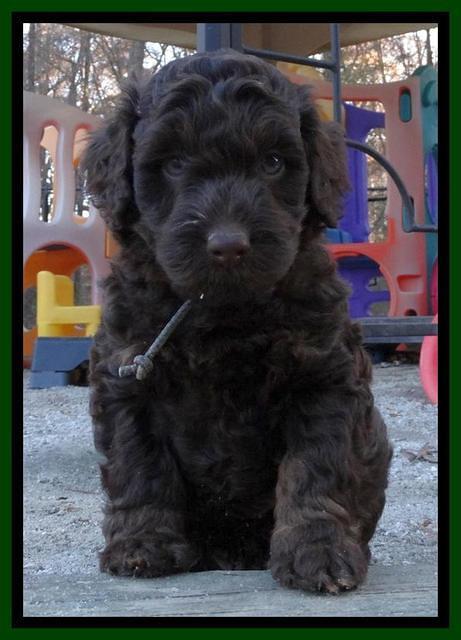 Shelby Armani pups 6 weeks old 251