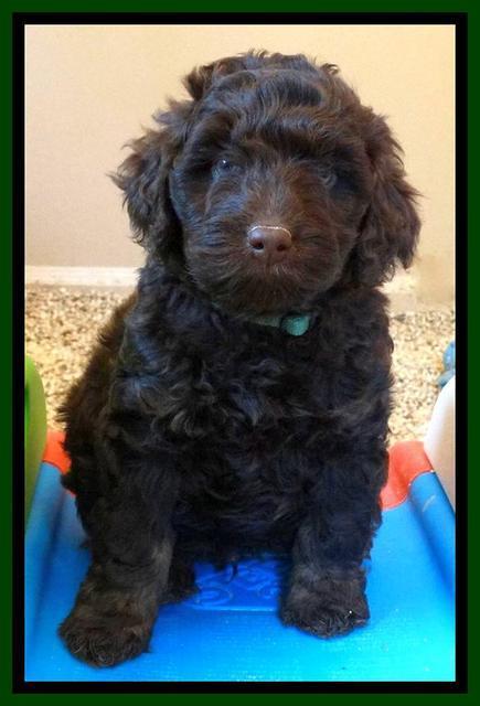 Shelby Armani pups 7 weeks old 271