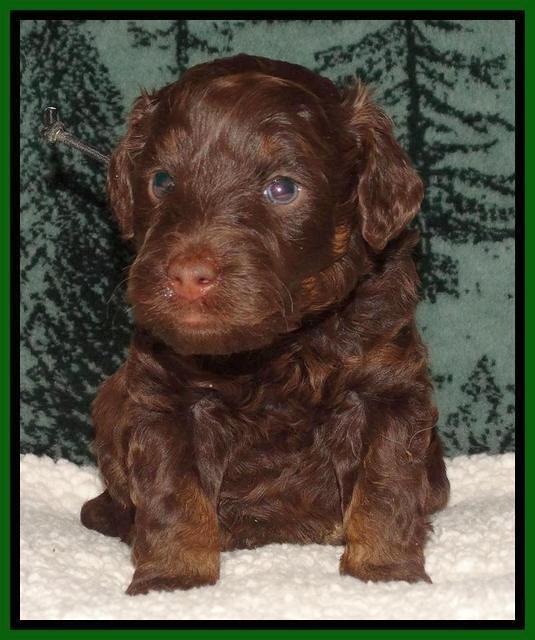 Shelby's pups 4 wks old 251