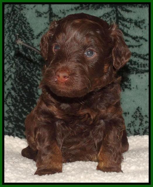 Shelby's pups 4 wks old 271