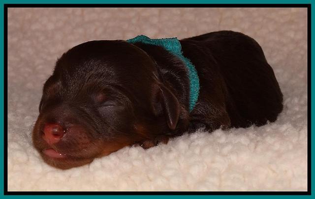 Shelby Armani newborn pups 121