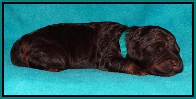 Shelby Armani pups 1 wk old 241