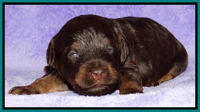 Shelby Armani pups 2 wks old 221