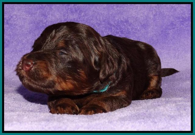 Shelby Armani pups 2 wks old 241