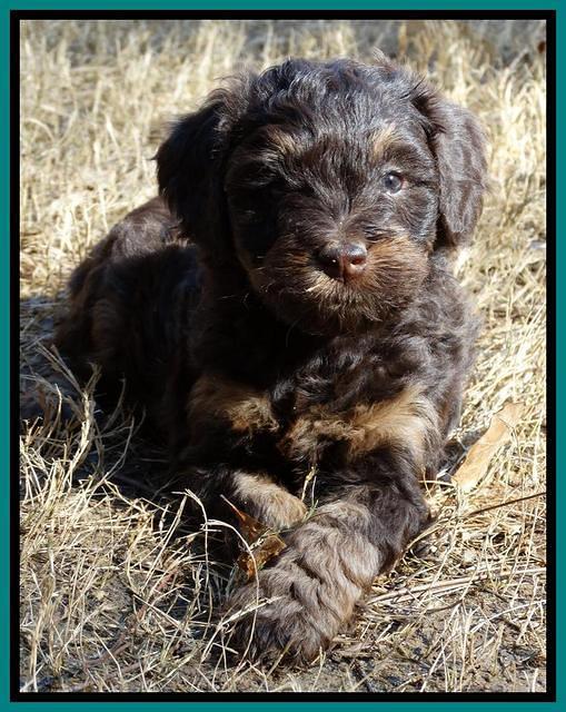 Shelby Armani pups 6 weeks old 291
