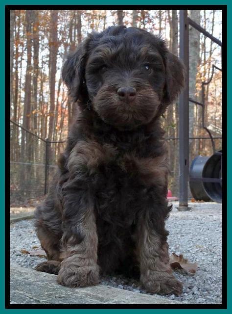 Shelby Armani pups 6 weeks old 301