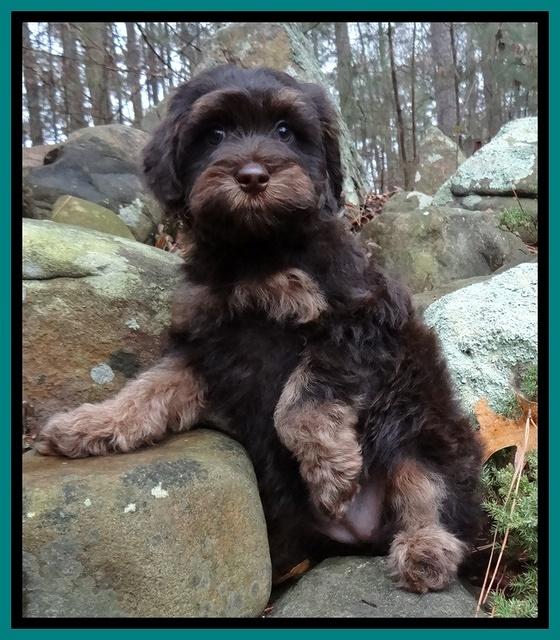 Shelby Armani pups 8 wks old3 10