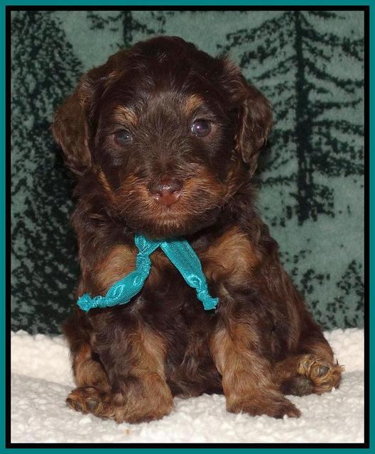 Shelby's pups 4 wks old 171
