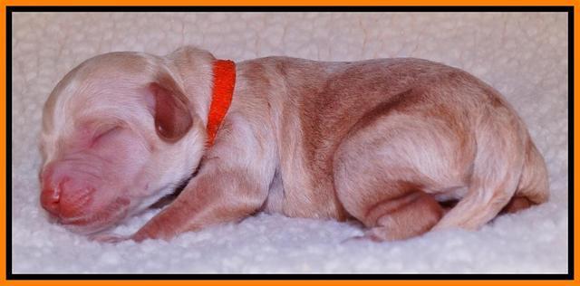 Shelby Armani newborn pups 131